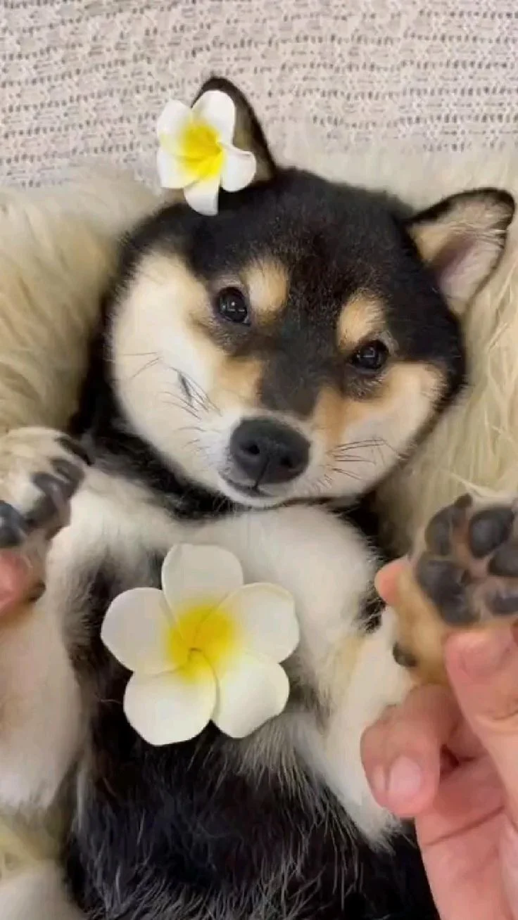 The Manyu Crypto Coin: Unpacking the New Crypto Phenomenon and Its Vision for the Future